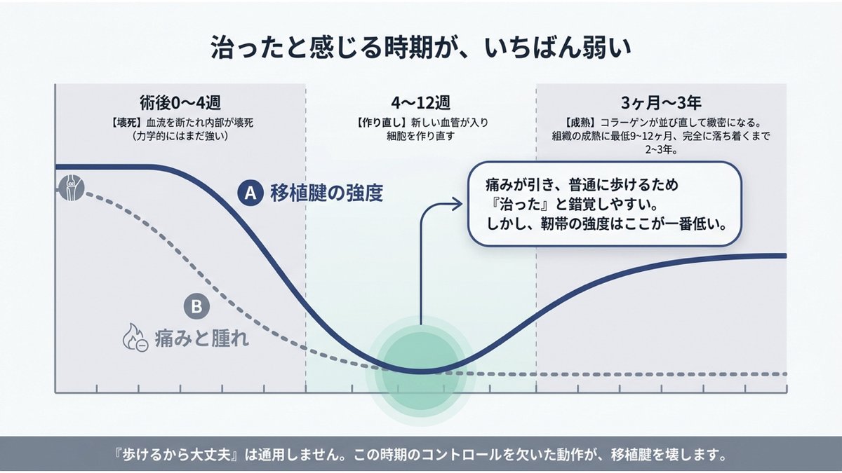 移植した腱の強度と、痛み・腫れの推移を重ねたグラフ。術後0〜4週は血流を断たれ内部が壊死するが力学的にはまだ強く、4〜12週に新しい血管が入って作り直しが始まるこの時期に強度が最も低くなる。3ヶ月から3年でコラーゲンが並び直して緻密になり、組織の成熟に最低9〜12ヶ月、完全に落ち着くまで2〜3年かかる。痛みと腫れは強度より先に引くため「治った」と錯覚しやすい