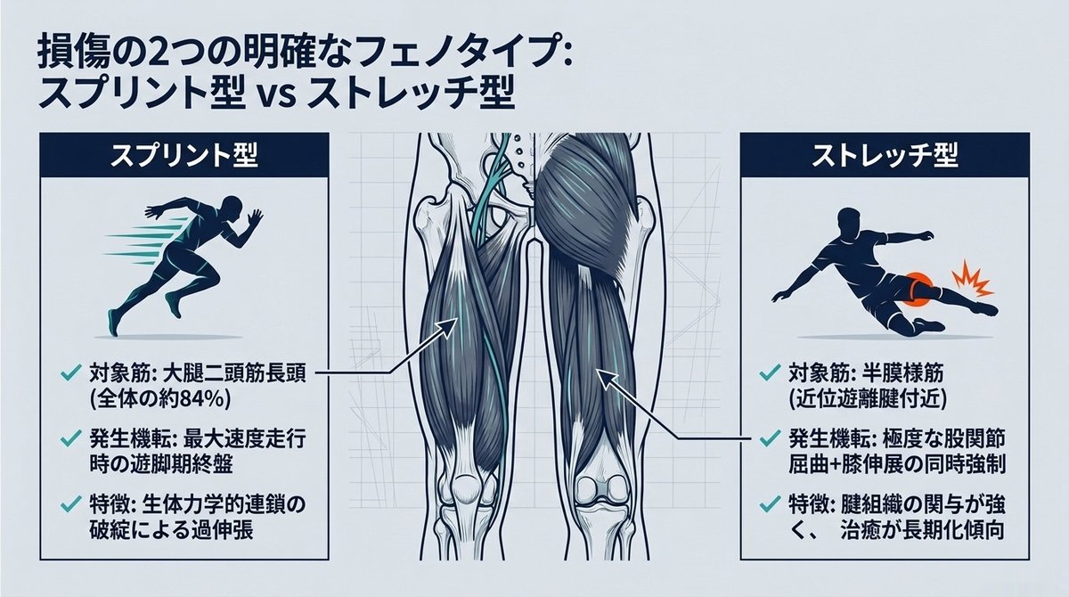 ハムストリング肉離れの2つの型。スプリント型は大腿二頭筋長頭に約84%が起き最大速度走行時の遊脚期終盤に発生。ストレッチ型は半膜様筋の近位遊離腱付近に起き、股関節屈曲と膝伸展の同時強制で発生し腱組織の関与が強く治癒が長期化する