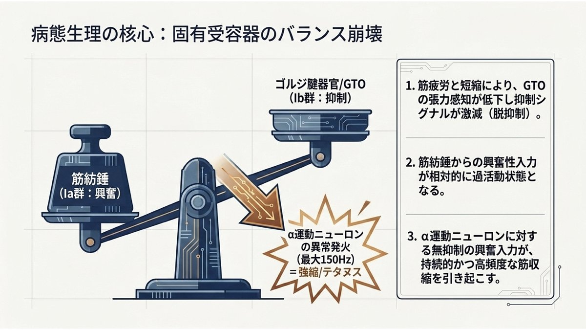 筋痙攣が起きる仕組みの図。筋紡錘（Ia群・興奮）とゴルジ腱器官（Ib群・抑制）の天秤が、筋疲労と筋の短縮によって傾く。ゴルジ腱器官の張力感知が低下して抑制シグナルが激減し（脱抑制）、筋紡錘からの興奮性入力が相対的に過活動となり、α運動ニューロンが最大150Hzで異常発火して持続的な強縮（テタヌス）に至る