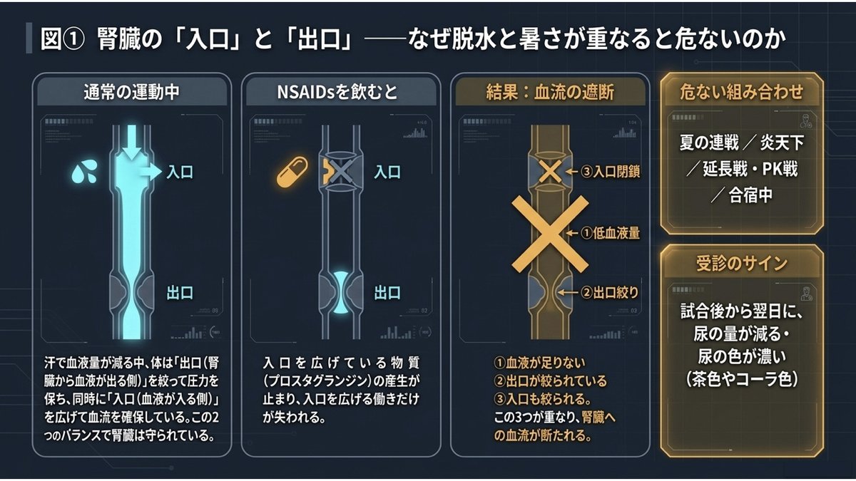 運動中の腎臓の血流とNSAIDsの作用を示す図。通常の運動中は汗で血液量が減る中、体が腎臓から血液が出る側の出口を絞って圧力を保ち、同時にプロスタグランジンが血液の入る側の入口を広げて血流を確保している。NSAIDsを飲むとこの入口を広げる物質の産生が止まり、入口を広げる働きだけが失われる。結果として、血液が足りない・出口が絞られている・入口も絞られるの3つが重なり腎臓への血流が断たれる。危ない組み合わせは夏の連戦、炎天下、延長戦・PK戦、合宿中